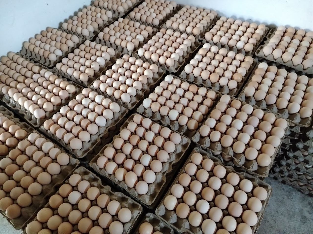 Egg